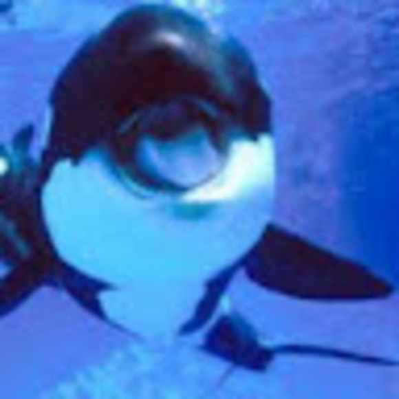 whale61